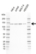 Anti POLD1 Antibody, clone CD02/4G2 (PrecisionAb Monoclonal Antibody) thumbnail image 1