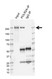 Anti POLR2A Antibody, clone AB01/3D9 (PrecisionAb Monoclonal Antibody) thumbnail image 1