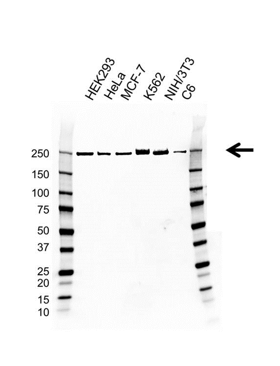 Anti POLR2A Antibody, clone AB01/3D9 (PrecisionAb Monoclonal Antibody) gallery image 1