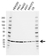 Anti POLR2E Antibody, clone CD01/1F2 (PrecisionAb Monoclonal Antibody) thumbnail image 1