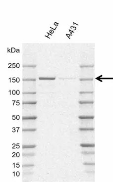 Anti Human POLR3A Antibody, clone AB01/1E10 (Monoclonal Antibody Antibody) gallery image 1