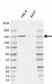 Anti Human POLR3A Antibody, clone AB01/1E10 (Monoclonal Antibody Antibody) thumbnail image 1