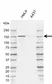 Anti Human POLR3A Antibody, clone AB01/1E10 (Monoclonal Antibody Antibody) thumbnail image 1