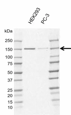 Anti Human POLR3A Antibody, clone AB01/1E10 (Monoclonal Antibody Antibody) gallery image 2