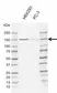Anti Human POLR3A Antibody, clone AB01/1E10 (Monoclonal Antibody Antibody) thumbnail image 2