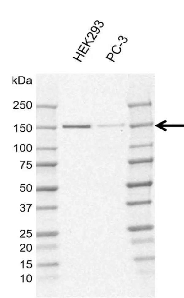 Anti Human POLR3A Antibody, clone AB01/1E10 (Monoclonal Antibody Antibody) gallery image 2