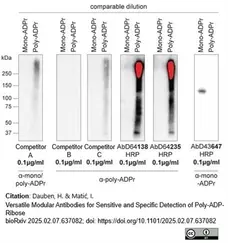 anti POLY-ADP-RIBOSE Antibody, clone AbD64138 gallery image 1