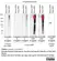anti POLY-ADP-RIBOSE Antibody, clone AbD64138 thumbnail image 1
