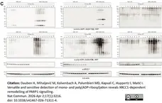 anti POLY-ADP-RIBOSE Antibody, clone AbD64138 gallery image 11