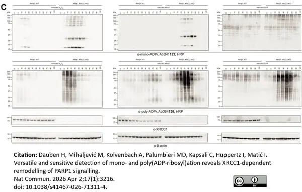 anti POLY-ADP-RIBOSE Antibody, clone AbD64138 gallery image 11
