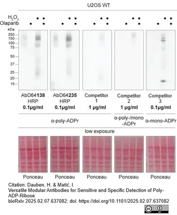 anti POLY-ADP-RIBOSE Antibody, clone AbD64138 gallery image 2
