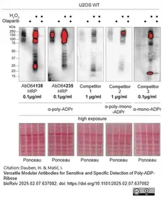 anti POLY-ADP-RIBOSE Antibody, clone AbD64138 gallery image 3