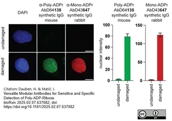 anti POLY-ADP-RIBOSE Antibody, clone AbD64138 gallery image 4