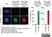 anti POLY-ADP-RIBOSE Antibody, clone AbD64138 thumbnail image 4