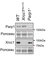Anti Poly(ADP-Ribose) Polymerase-1 Antibody, clone A6.4.12 thumbnail image 10
