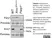 Anti Poly(ADP-Ribose) Polymerase-1 Antibody, clone A6.4.12 thumbnail image 10
