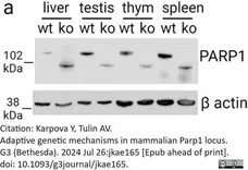 Anti Poly(ADP-Ribose) Polymerase-1 Antibody, clone A6.4.12 gallery image 11