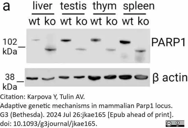Anti Poly(ADP-Ribose) Polymerase-1 Antibody, clone A6.4.12 gallery image 11