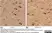 Anti Poly(ADP-Ribose) Polymerase-1 Antibody, clone A6.4.12 thumbnail image 3