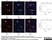 Anti Poly(ADP-Ribose) Polymerase-1 Antibody, clone A6.4.12 thumbnail image 4