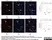 Anti Poly(ADP-Ribose) Polymerase-1 Antibody, clone A6.4.12 thumbnail image 4