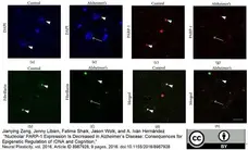 Anti Poly(ADP-Ribose) Polymerase-1 Antibody, clone A6.4.12 gallery image 5