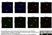 Anti Poly(ADP-Ribose) Polymerase-1 Antibody, clone A6.4.12 thumbnail image 5