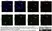 Anti Poly(ADP-Ribose) Polymerase-1 Antibody, clone A6.4.12 thumbnail image 5