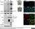 Anti Poly(ADP-Ribose) Polymerase-1 Antibody, clone A6.4.12 thumbnail image 6