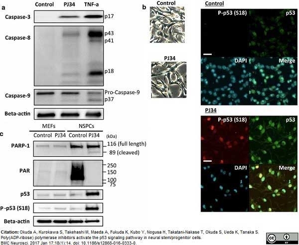 Anti Poly(ADP-Ribose) Polymerase-1 Antibody, clone A6.4.12 gallery image 6