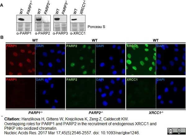 Anti Poly(ADP-Ribose) Polymerase-1 Antibody, clone A6.4.12 gallery image 7