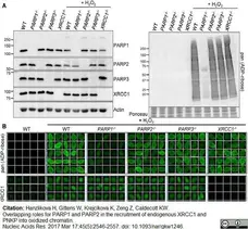 Anti Poly(ADP-Ribose) Polymerase-1 Antibody, clone A6.4.12 gallery image 8