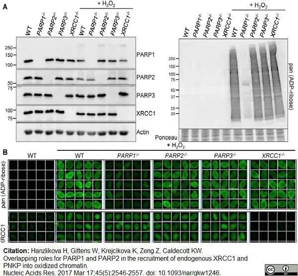 Anti Poly(ADP-Ribose) Polymerase-1 Antibody, clone A6.4.12 gallery image 8