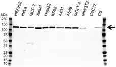 Anti Poly (ADP-Ribose) Polymerase 1 Antibody, clone A6.4.12 (PrecisionAb Monoclonal Antibody) gallery image 1