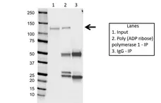 Anti Poly (ADP-Ribose) Polymerase 1 Antibody, clone A6.4.12 (PrecisionAb Monoclonal Antibody) gallery image 2