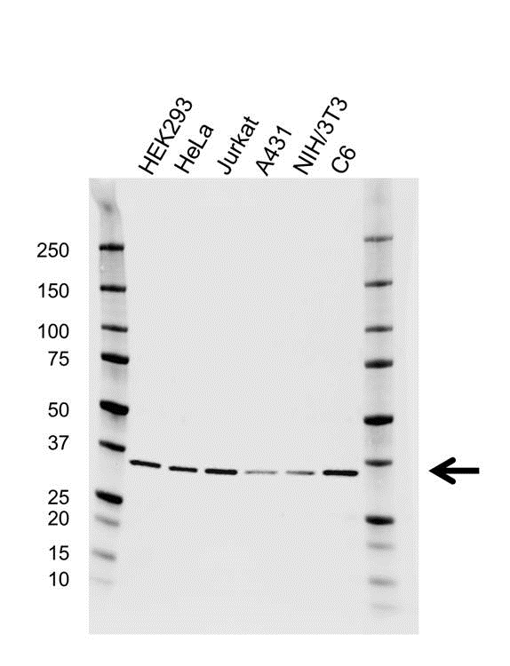 Anti PPP2CA Antibody, clone AB02/4H8 (PrecisionAb Monoclonal Antibody) gallery image 1
