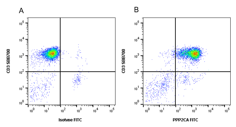 Anti PPP2CA Antibody, clone AB02/4H8 (PrecisionAb Monoclonal Antibody) gallery image 2