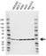 Anti PPP2CB Antibody, clone AB02/4B4 (PrecisionAb Monoclonal Antibody) thumbnail image 1