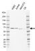 Anti Human PPP2R5C Antibody, clone AB01/1C2 thumbnail image 1