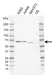 Anti Human PPP2R5C Antibody, clone AB01/1C2 thumbnail image 1