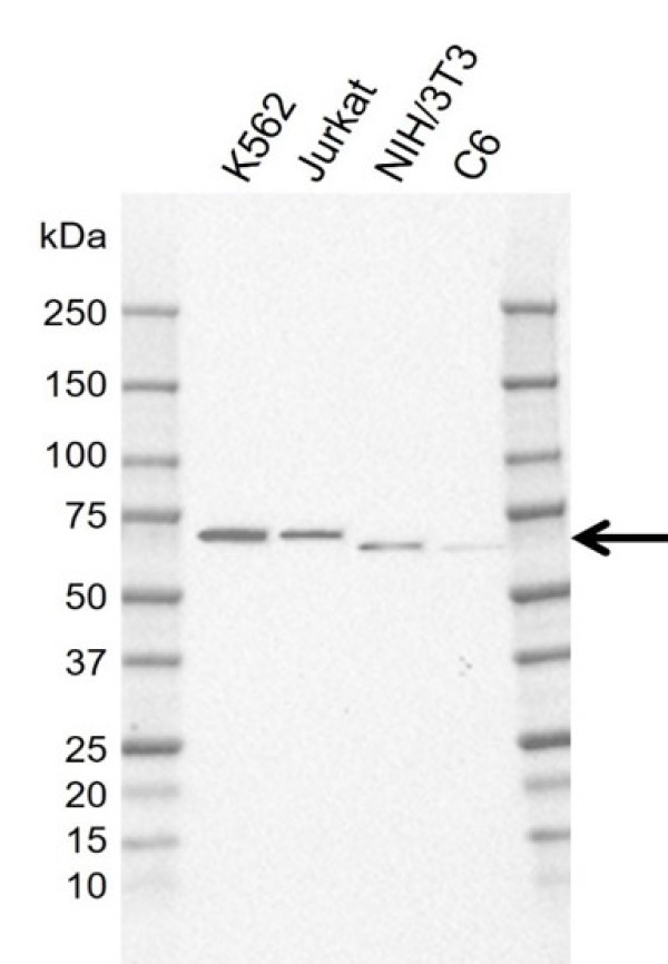 Anti Human PPP2R5C Antibody, clone AB01/1C2 gallery image 1