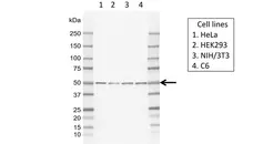 Anti Human PPP2R5E Antibody, clone IJ01-4C1 gallery image 1