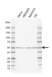 Anti Human PPP2R5E Antibody, clone IJ01-4C1 thumbnail image 1