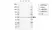Anti Human PPP2R5E Antibody, clone IJ01-4C1 thumbnail image 1