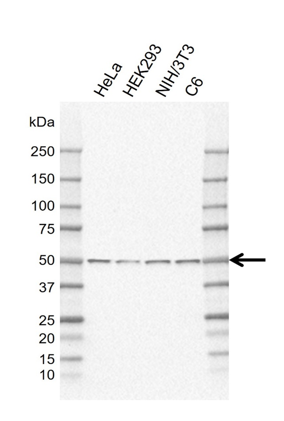 Anti Human PPP2R5E Antibody, clone IJ01-4C1 gallery image 1