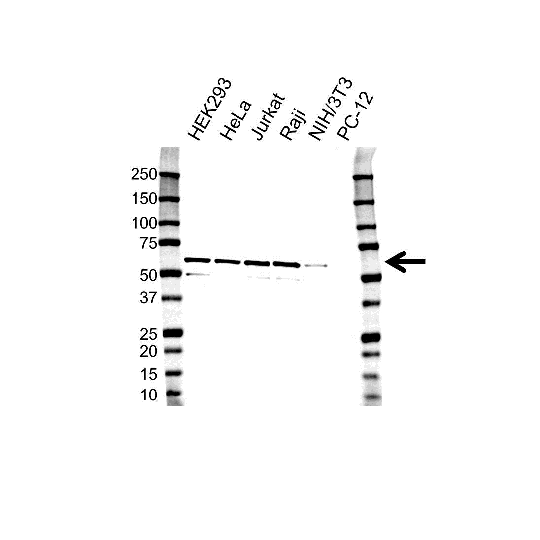 Anti PPP5C Antibody, clone OTI5G5 (PrecisionAb Monoclonal Antibody) gallery image 1