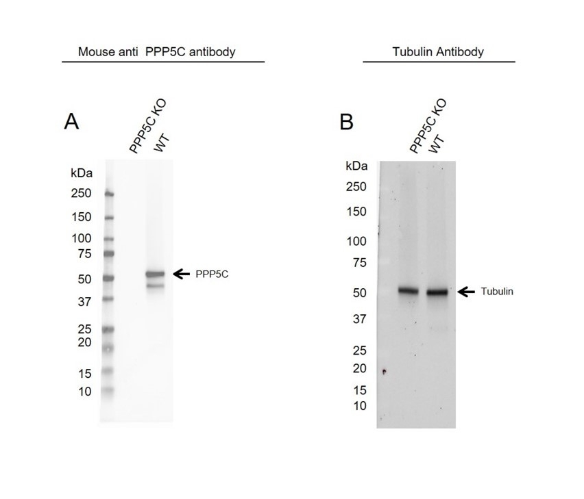 Anti PPP5C Antibody, clone OTI5G5 (PrecisionAb Monoclonal Antibody) gallery image 2