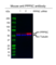 Anti PPP5C Antibody, clone OTI5G5 (PrecisionAb Monoclonal Antibody) thumbnail image 3