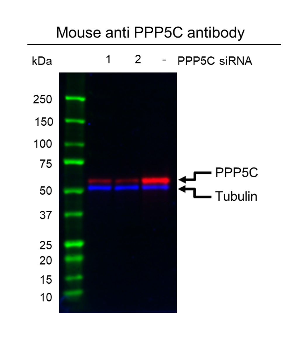 Anti PPP5C Antibody, clone OTI5G5 (PrecisionAb Monoclonal Antibody) gallery image 4