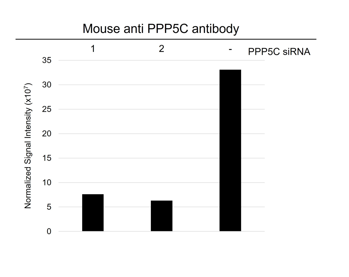 Anti PPP5C Antibody, clone OTI5G5 (PrecisionAb Monoclonal Antibody) gallery image 5